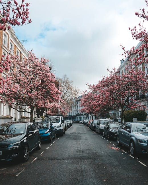 A quiet residential street lined with parked cars on both sides, with a row of charming Victorian terraced houses featuring white facades and large windows on either side. The street is shaded by multiple trees in full bloom, displaying vibrant pink blossoms that create a canopy over the pavement. Some petals are scattered on the asphalt, accentuating the seasonal springtime atmosphere. The buildings' detailed architectural features include decorative cornices and window frames, with a cloudy blue sky overhead. There are no visible rubbish or waste materials, emphasizing the tidy appearance of the area. The scene illustrates a typical UK urban setting, where alternative rubbish collection or private waste handling might take place on residential frontage or via designated curbside areas, though no waste containers are directly visible in this image. The lighting is natural, with soft daylight filtering through the blossoms and clouds, providing a calm and orderly visual context suitable for a professional rubbish removal service overview.